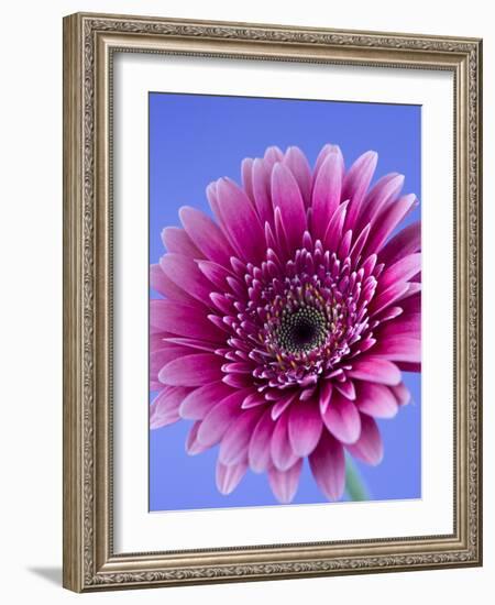 Pink Gerbera Daisy-Clive Nichols-Framed Photographic Print