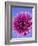 Pink Gerbera Daisy-Clive Nichols-Framed Photographic Print