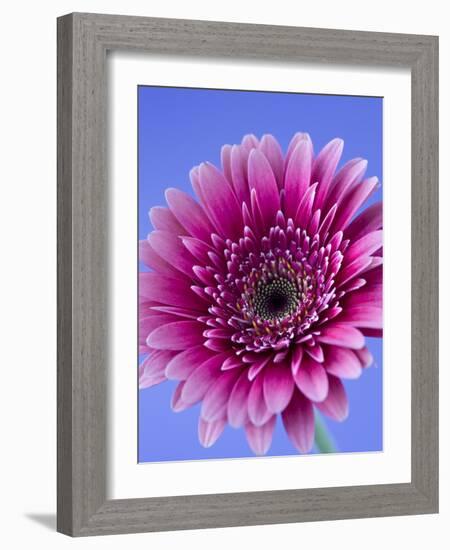 Pink Gerbera Daisy-Clive Nichols-Framed Photographic Print