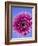 Pink Gerbera Daisy-Clive Nichols-Framed Photographic Print