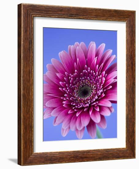 Pink Gerbera Daisy-Clive Nichols-Framed Photographic Print