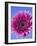 Pink Gerbera Daisy-Clive Nichols-Framed Photographic Print