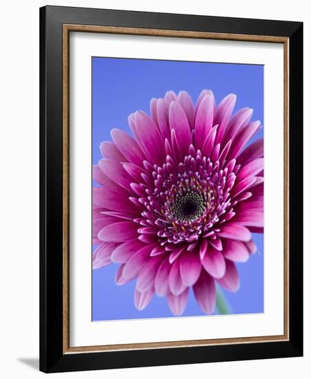 Pink Gerbera Daisy-Clive Nichols-Framed Photographic Print