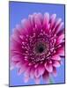 Pink Gerbera Daisy-Clive Nichols-Mounted Photographic Print