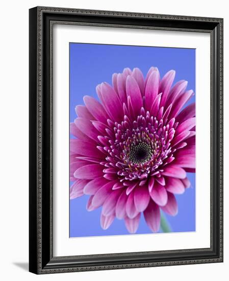 Pink Gerbera Daisy-Clive Nichols-Framed Photographic Print