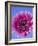 Pink Gerbera Daisy-Clive Nichols-Framed Photographic Print