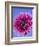 Pink Gerbera Daisy-Clive Nichols-Framed Photographic Print