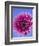 Pink Gerbera Daisy-Clive Nichols-Framed Photographic Print