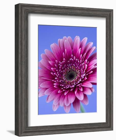 Pink Gerbera Daisy-Clive Nichols-Framed Photographic Print