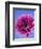 Pink Gerbera Daisy-Clive Nichols-Framed Photographic Print