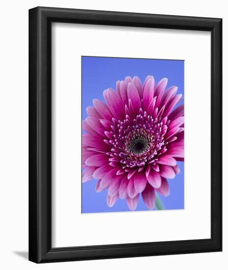 Pink Gerbera Daisy-Clive Nichols-Framed Photographic Print