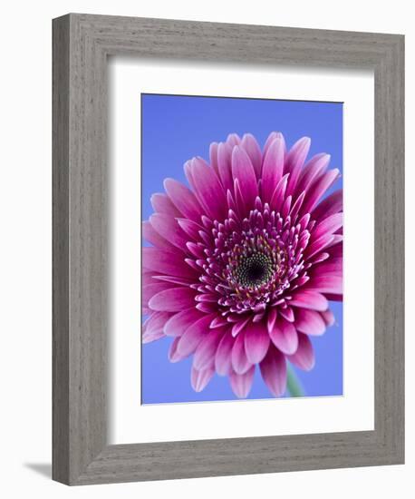 Pink Gerbera Daisy-Clive Nichols-Framed Photographic Print