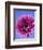 Pink Gerbera Daisy-Clive Nichols-Framed Photographic Print