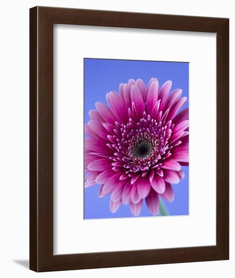 Pink Gerbera Daisy-Clive Nichols-Framed Photographic Print