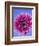 Pink Gerbera Daisy-Clive Nichols-Framed Photographic Print