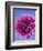 Pink Gerbera Daisy-Clive Nichols-Framed Photographic Print