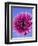 Pink Gerbera Daisy-Clive Nichols-Framed Photographic Print