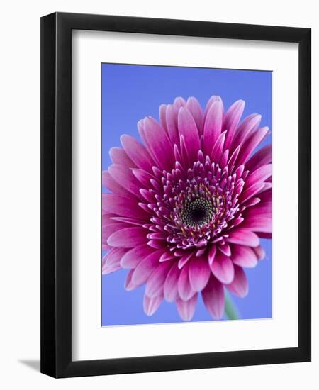 Pink Gerbera Daisy-Clive Nichols-Framed Photographic Print