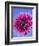 Pink Gerbera Daisy-Clive Nichols-Framed Photographic Print