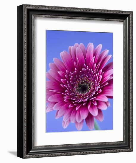 Pink Gerbera Daisy-Clive Nichols-Framed Photographic Print