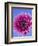 Pink Gerbera Daisy-Clive Nichols-Framed Photographic Print