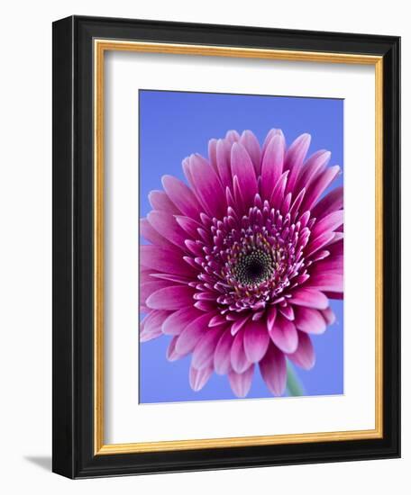 Pink Gerbera Daisy-Clive Nichols-Framed Photographic Print