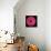 Pink Gerbera Daisy-Jim Christensen-Photographic Print displayed on a wall