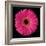 Pink Gerbera Daisy-Jim Christensen-Framed Photographic Print