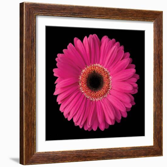 Pink Gerbera Daisy-Jim Christensen-Framed Photographic Print