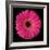 Pink Gerbera Daisy-Jim Christensen-Framed Photographic Print