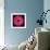 Pink Gerbera Daisy-Jim Christensen-Framed Photographic Print displayed on a wall