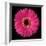 Pink Gerbera Daisy-Jim Christensen-Framed Photographic Print