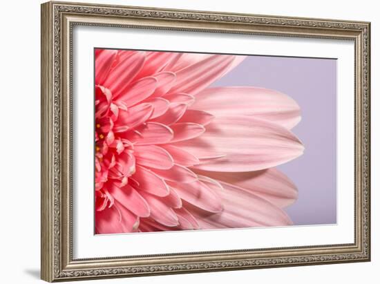 Pink Gerbera Flower Blossom-Deyan Georgiev-Framed Photographic Print