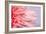 Pink Gerbera Flower Blossom-Deyan Georgiev-Framed Photographic Print