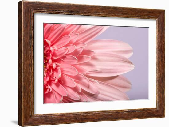 Pink Gerbera Flower Blossom-Deyan Georgiev-Framed Photographic Print