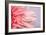 Pink Gerbera Flower Blossom-Deyan Georgiev-Framed Photographic Print