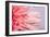 Pink Gerbera Flower Blossom-Deyan Georgiev-Framed Photographic Print