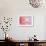 Pink Gerbera Flower Blossom-Deyan Georgiev-Framed Photographic Print displayed on a wall