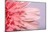 Pink Gerbera Flower Blossom-Deyan Georgiev-Mounted Photographic Print