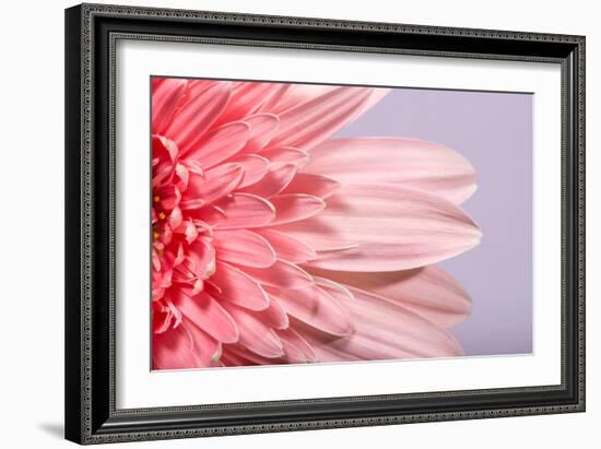 Pink Gerbera Flower Blossom-Deyan Georgiev-Framed Photographic Print