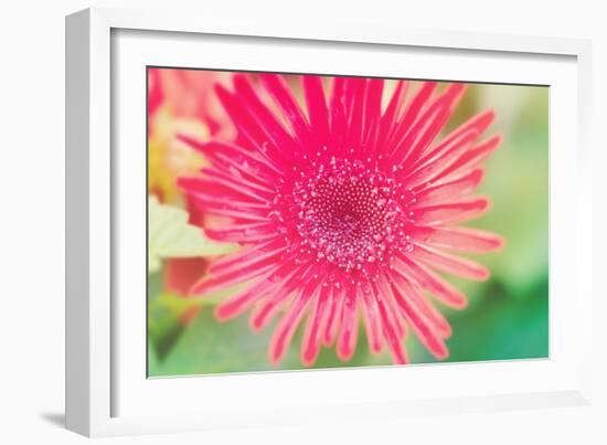 Pink Gerbera-Susan Bryant-Framed Photographic Print