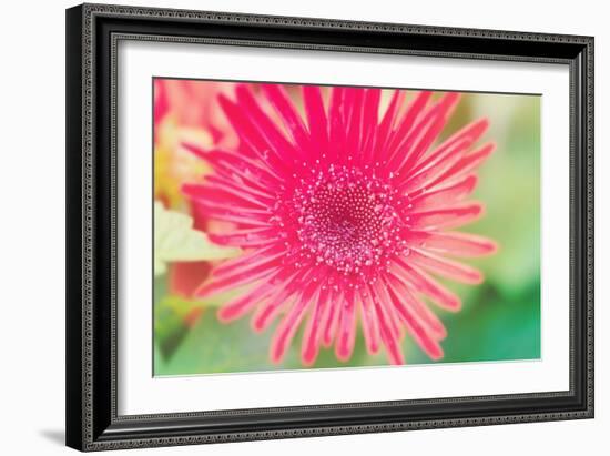 Pink Gerbera-Susan Bryant-Framed Photographic Print