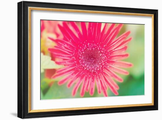 Pink Gerbera-Susan Bryant-Framed Photographic Print