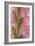 Pink Gladiola I-Kathy Mahan-Framed Photographic Print