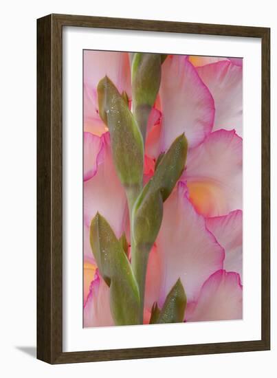 Pink Gladiola I-Kathy Mahan-Framed Photographic Print