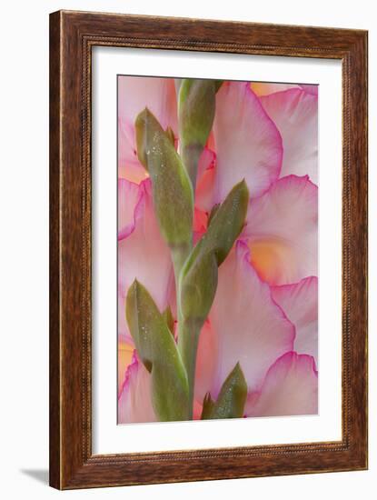 Pink Gladiola I-Kathy Mahan-Framed Photographic Print