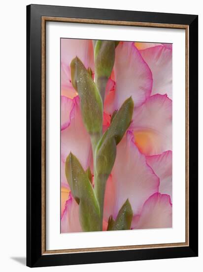 Pink Gladiola I-Kathy Mahan-Framed Photographic Print
