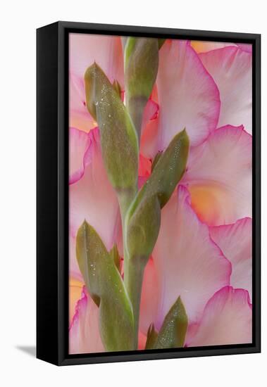 Pink Gladiola I-Kathy Mahan-Framed Premier Image Canvas