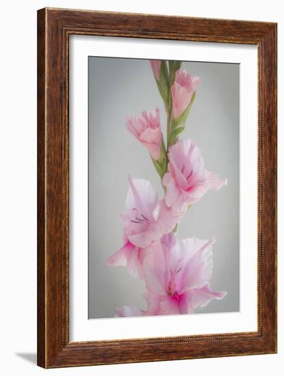 Pink Gladiola II-Kathy Mahan-Framed Photographic Print