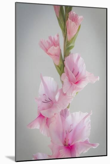 Pink Gladiola II-Kathy Mahan-Mounted Photographic Print